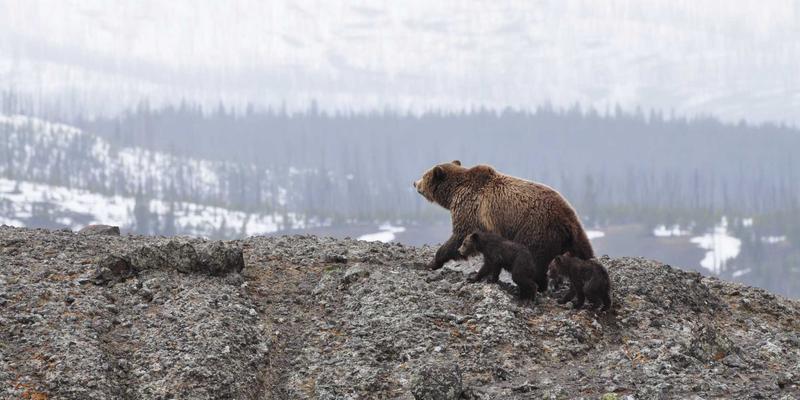 成都白癜风患者必读：激素与非激素药膏，如何科学选择与规范使用？